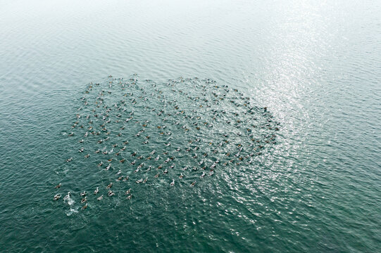 Ducks In Lake