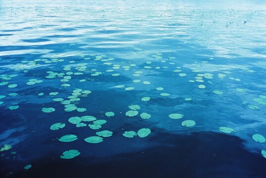 Water Lilies on Calm Blue Lake on 35mm Film