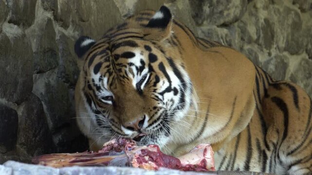 tiger in the zoo eating meat