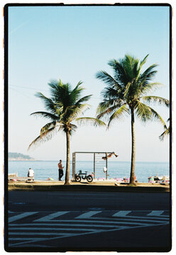 Palm Trees by the Waterfront