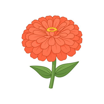 Orange zinnia flower with green leaves on white background.