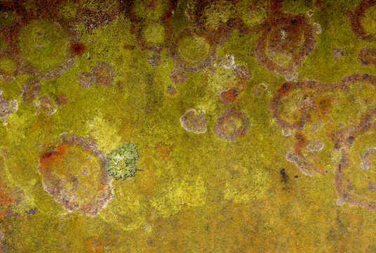 Macro closeup lichens algae metal guardrail wildlife refuge Indiana