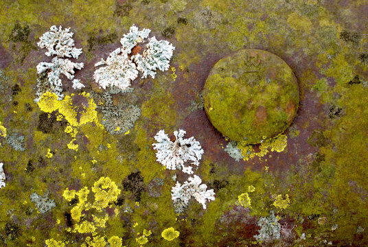Macro closeup lichens algae metal guardrail wildlife refuge Indiana