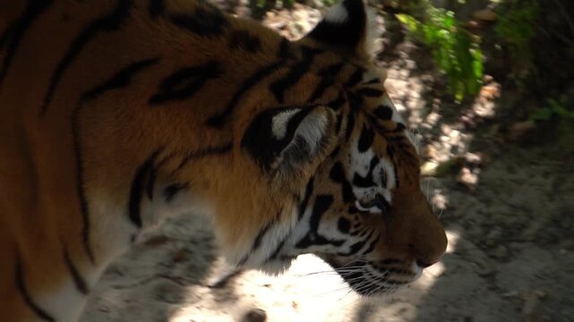 tiger walking in slow motion