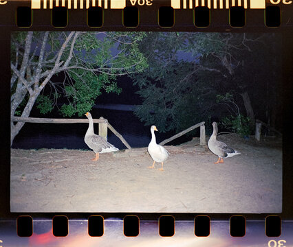Three geese walking along a dirt path at night