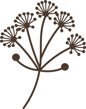 Minimalist dark brown outline of an umbellifer flower against a white background