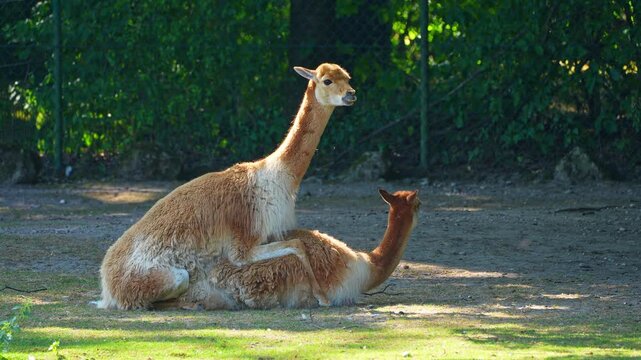 The mating behavior of the Vicunas, Vicugna Vicugna, relatives of the llama which live in the high alpine areas of the Andes