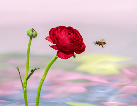 Bee flying to red Ranunculus flower.