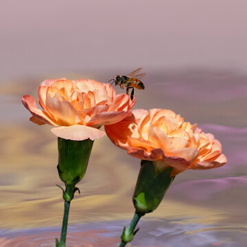 Bee landing on orange Carnations