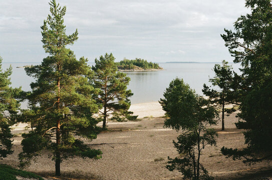 Nature Scene at the Beach With Trees and Water in the Background
