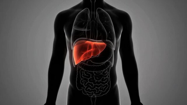 3D medical illustration of a male body with a glowing orange liver highlighting internal organ anatomy and hepatic function