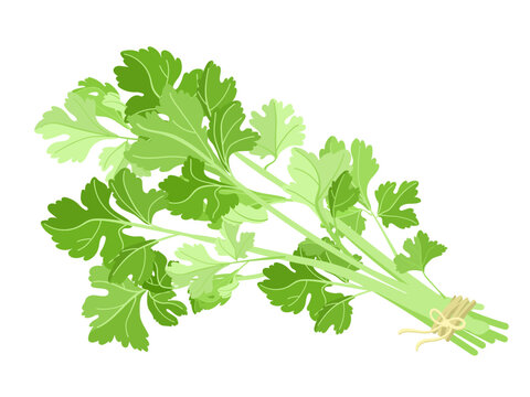 Fresh green cilantro bunch tied with string