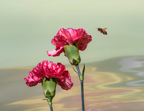 Bee approaching red Carnations. Green background.