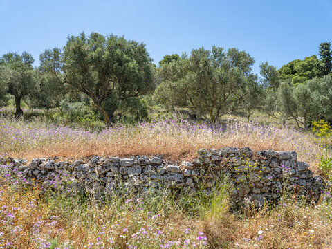 Wilde Wiese mit rosafarbenen Blumen in Griechenland mit &uuml;berwucherter Steinmauer vor alten Baumbest&auml;nden von Olivenb&auml;umen