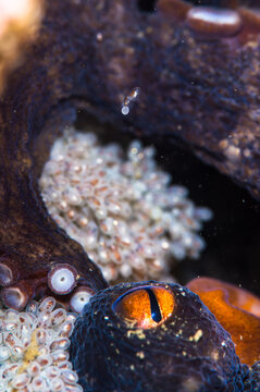 Fascinating Wild Octopus Camouflaged on the Ocean Floor
