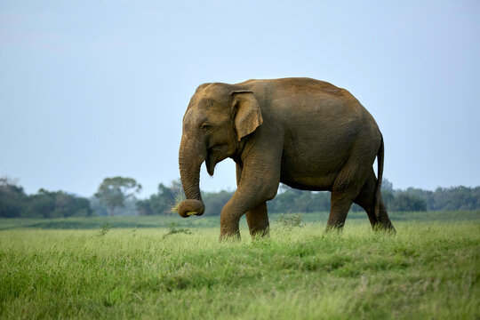 Asian elephant walking across open grassland in Sri Lanka