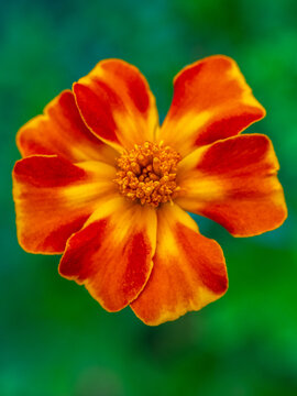Bright Orange and Yellow Marigold With Petals in a Garden