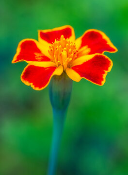 Bright Marigold Flower Stands Tall in a Garden During the Day
