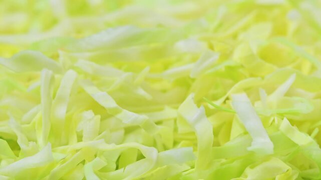  studio video of fresh cabbage