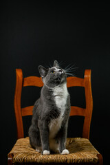 cat on a chair © Kourtney