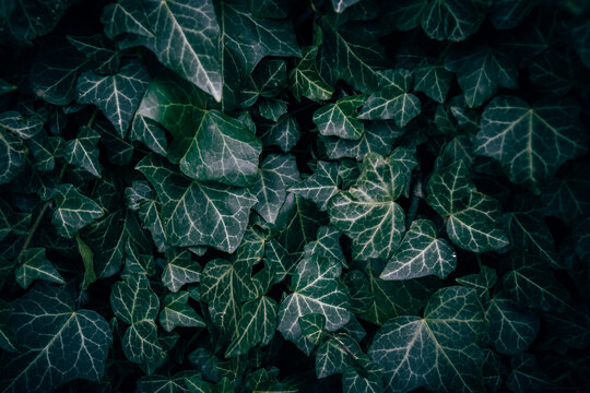 A close up of common green ivy leaves texture