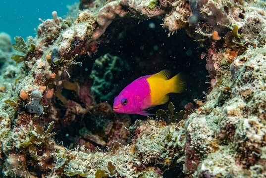 Contextual macro of a Royal Dottyback peering out from a dark reef crevice