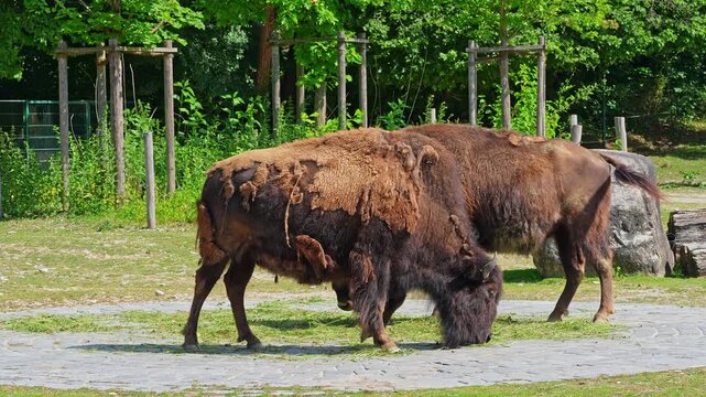 The American bison or simply bison, also commonly known as the American buffalo or simply buffalo, is a North American species of bison that once roamed North America in vast herds. 