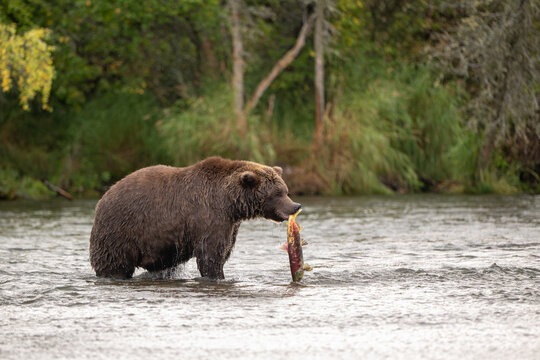Alaskan brown bear standing in Brooks River