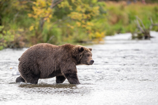 Alaskan brown bear standing in Brooks River