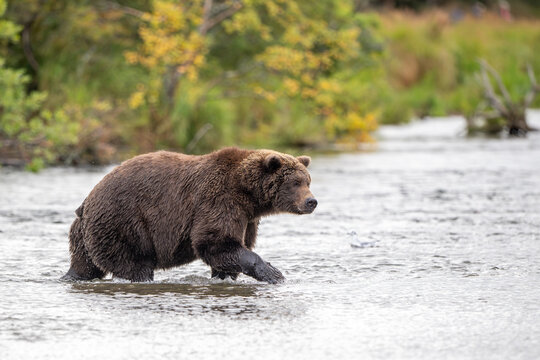 Alaskan brown bear standing in Brooks River