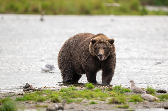Alaskan brown bear standing in Brooks River