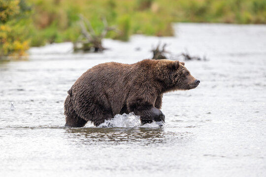 Alaskan brown bear standing in Brooks River