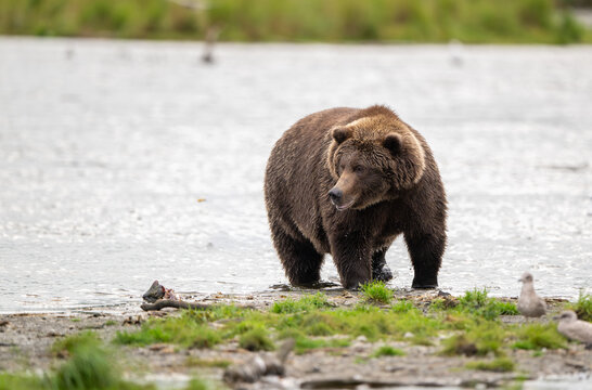 Alaskan brown bear standing in Brooks River