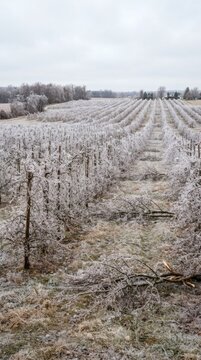 Ice coated orchard trees rows winter storm damage