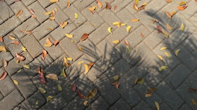 Dry Leaf with Sunlight Shadow on Paving Block Walkway