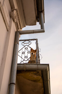 Cute Shiba Inu dog looking down from a roof balcony