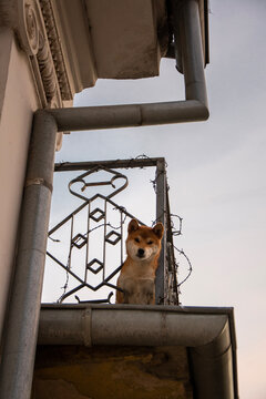 Shiba Inu dog looking at the camera from a balcony of an old house