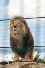 A majestic lion stands on a stone pedestal, gazing intently into the distance. This large predator with a thick mane is a symbol of strength and the wild © andrei310