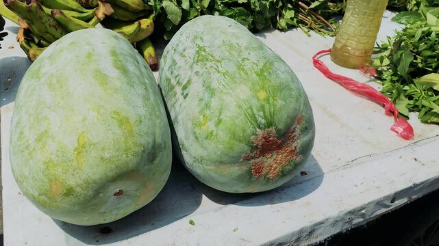Ash gourd pile of big fresh green winter melons for sale