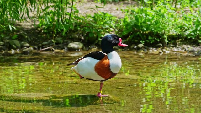 The common shelduck, Tadorna tadorna is a waterfowl species of the shelduck genus, Tadorna.
