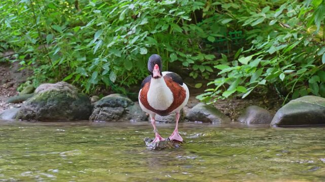 The common shelduck, Tadorna tadorna is a waterfowl species of the shelduck genus, Tadorna.