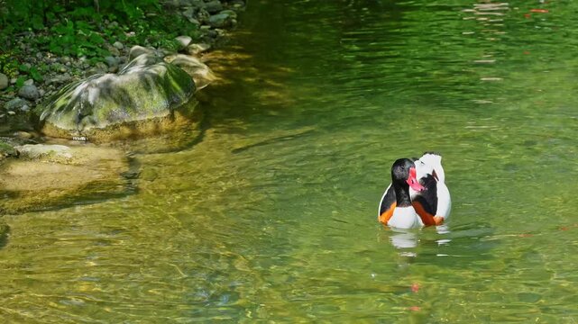 The common shelduck, Tadorna tadorna is a waterfowl species of the shelduck genus, Tadorna.
