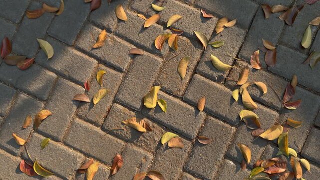 Sunlight Shadow with Dry Leaves on Paving Block Walkway
