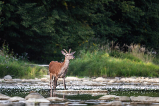 Red Deer - Cervus elaphus, large beautiful iconic animal from European forests and meadows, Poland.