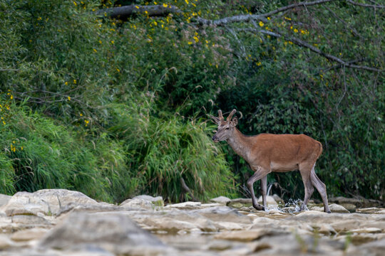 Red Deer - Cervus elaphus, large beautiful iconic animal from European forests and meadows, Poland.