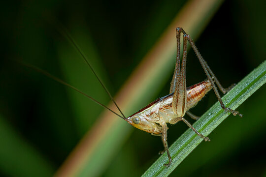 grasshopper on a leaf