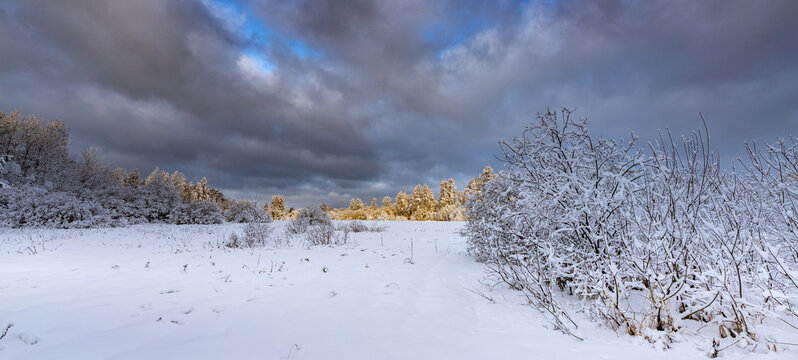 Snow blankets quiet woodland under a brooding sky