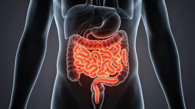 3D medical illustration of the human digestive system with glowing intestines inside a body silhouette