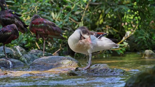 Young Common Shelduck fledgling, Tadorna tadorna is a waterfowl species of the shelduck genus, Tadorna.