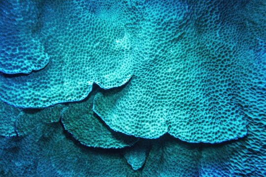Organic texture of hard honeycomb coral as an abstract background . Gardineroseris planulata